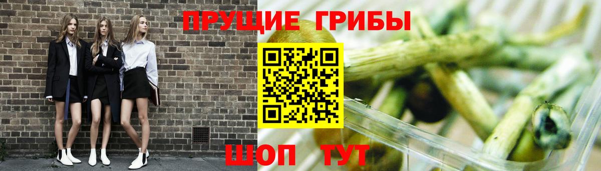 Галлюциногенные грибы GOLDEN TEACHER  Вход с VPN  Новоалександровск  Псилоцибиновые грибы мицелий 